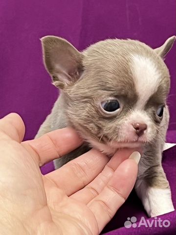 Лиловые Чихуахуа мини