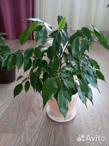 Фикус бенджамина