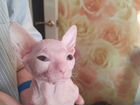 Донской сфинкс котёнок объявление продам