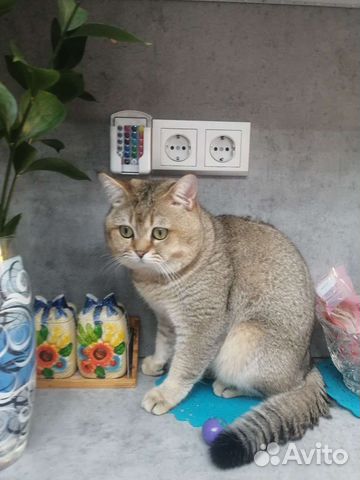 Британский кот на вязку