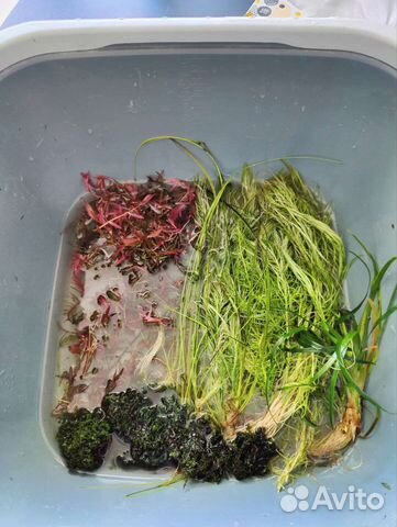 Буцефаландры и аквариумные растения, креветки