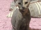 Котёнок донской велюровый сфинкс объявление продам
