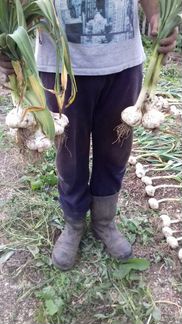 Слоновий чеснок - элита и супер элита