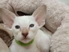 Сиамо-ориентальные котята объявление продам