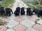 Собаки щенки кане Корсо объявление продам