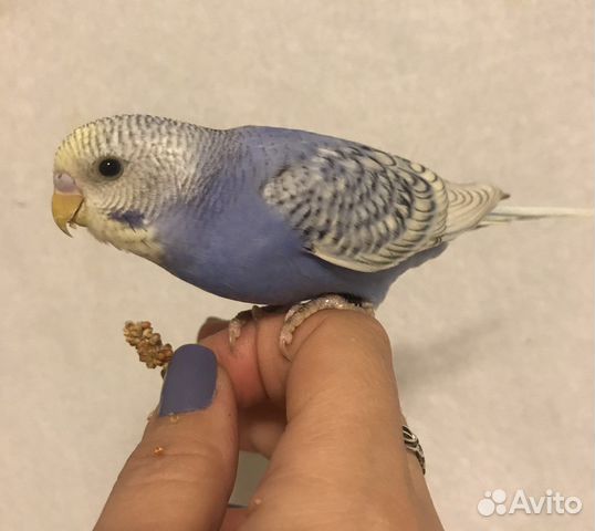 Птенчики волнистых попугаев красивые окрасы