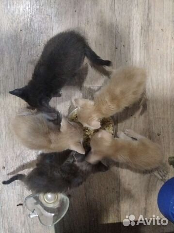 Кошки в добрые руки бесплатно