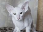 Оринтальный кот с родословной