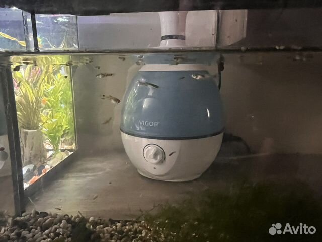 Аквариумные рыбки