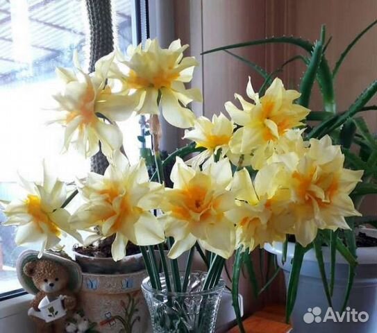 Цветы Нарцисы /Пионы / Примула