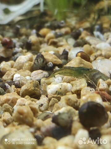 Продам креветок Вишня и Кровавая мери