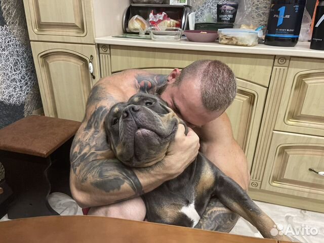 Американский булли вязка