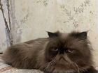 Персидская кот вязка