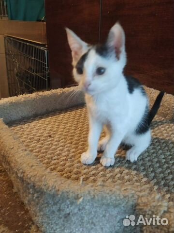 Котик Никки (мальчик)