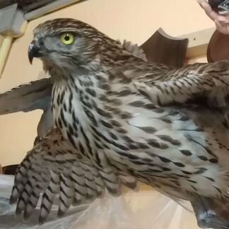 Таксидермия