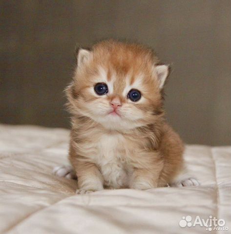 Элитные британские котята и кот для вязки