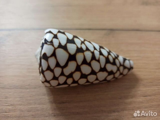 Морская раковина