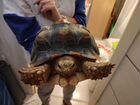 Шпороносная черепаха объявление продам