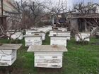Ульи с рамками и пчёлами объявление продам