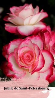 Розочки оптом и розницей