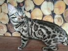 Бенгальский котик Сёма объявление продам