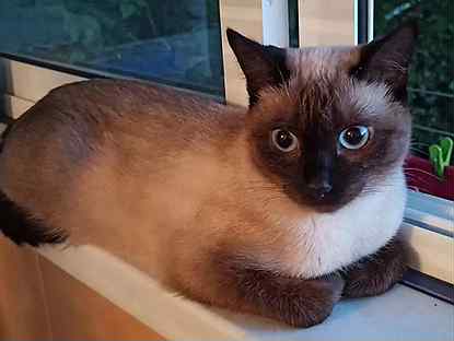 сиамская кошка сколько стоит оренбург