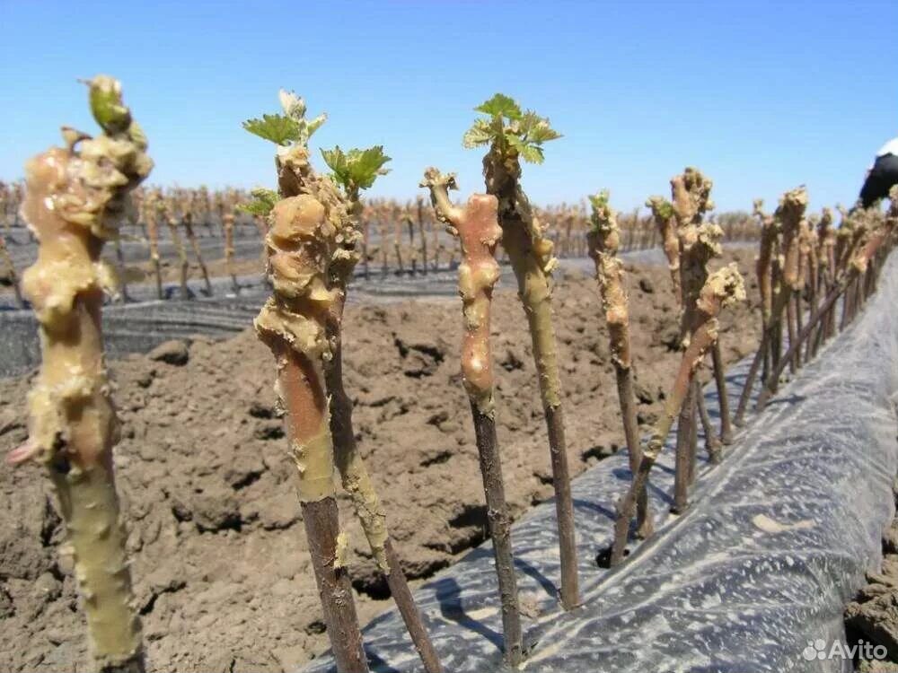 Высаживание черенков винограда