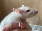 Крысы альбиносы объявление продам