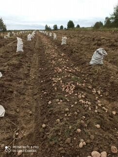 Вкусный картофель синеглазка и аврора