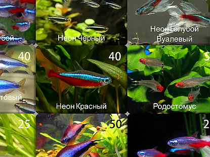 Рыбки с разводни, широкий ассортимент в Петергофе