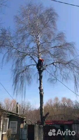 Спил и обрезка деревьев