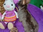 Кролик карликовый рекс объявление продам