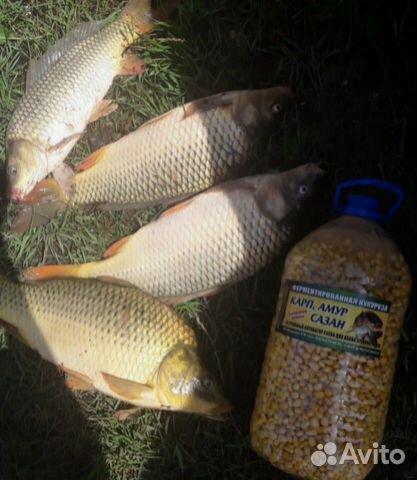 Ферментированная кукуруза и зерно-микс