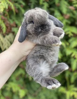 Кролики самый большой выбор