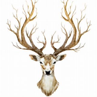 Рога оленя лося марала