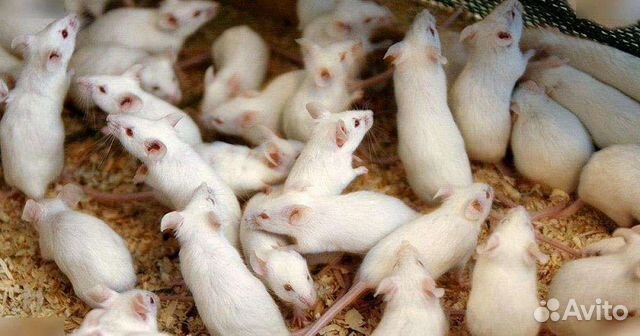 Кормовые мыши и крысы