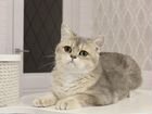 Британская серебристая и золотая кошки объявление продам