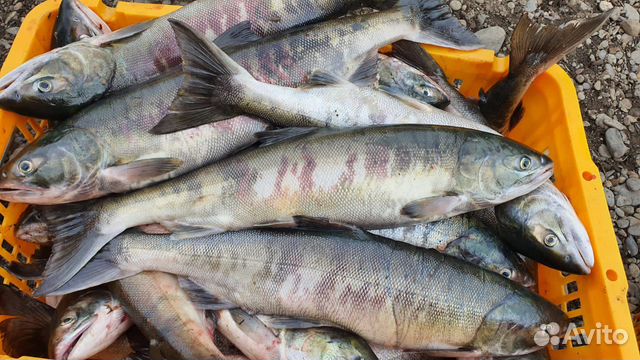 Кета свежемороженая опт 2022 г