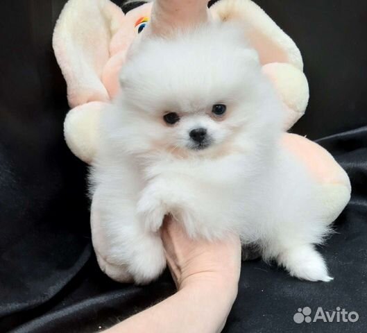 Белый померанский шпиц мальчики