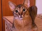 Абиссинская кошка на вязку объявление продам