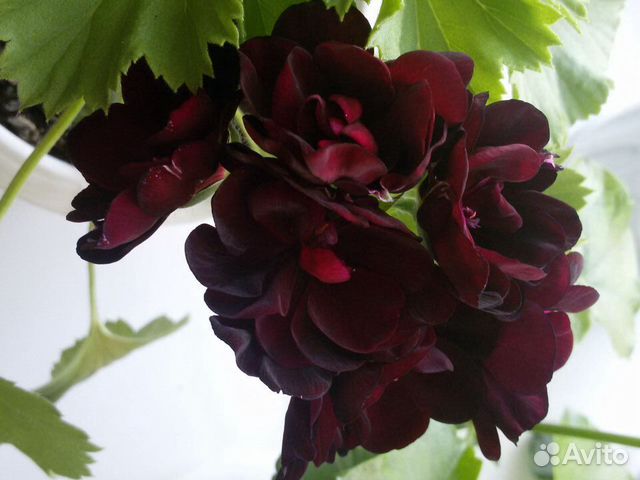 Плющелистная пеларгония