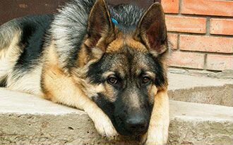 Кинолог, дрессировка собак. Весь Спб