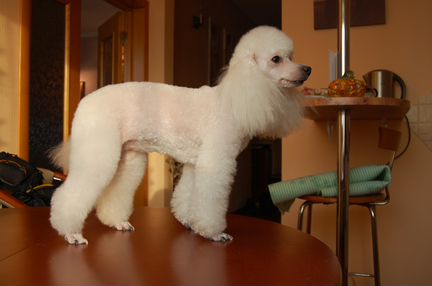 Стрижка кошек, собак, лошадей. Выезд. Опыт 16 лет