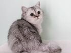 Серебристый британский котик объявление продам