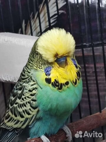 Птенцы ручного говорящего попугайя ввп Чех