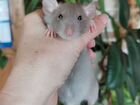 Крысята дамбо самочки объявление продам