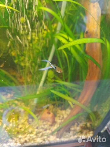 Рыбки-растения