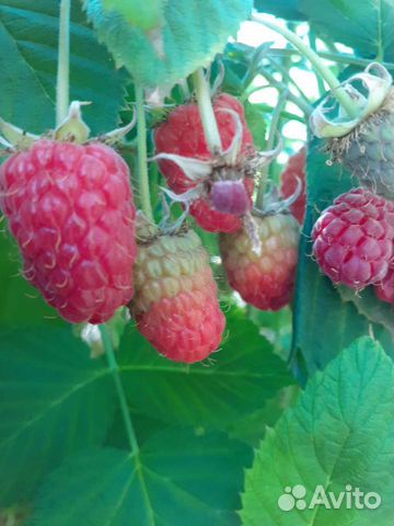 Саженцы малины и ежевики