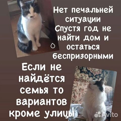 Кот в добрые руки