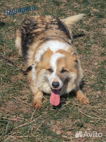 Трехцветные собаки принесут вам счастье